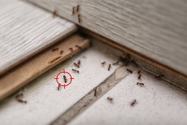 Best Best Pest Control Companies  in Lake Dallas, TX