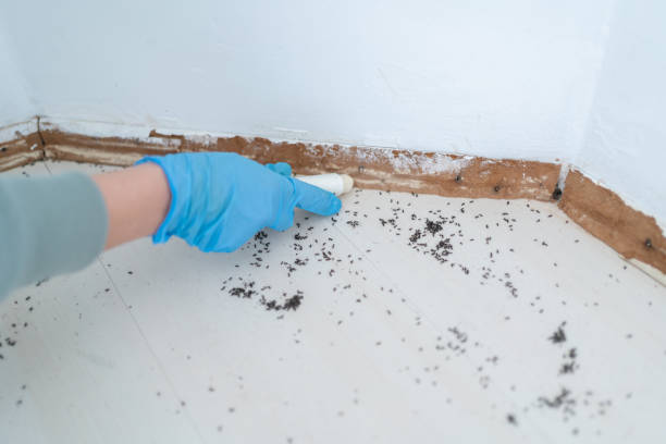 Best Pest Control for Homes  in Lake Dallas, TX